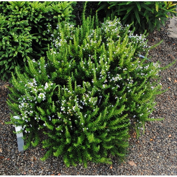 Baby PJ Rosemary Plant - World's Smallest Rosemary - Indoors/Out - 2.5" Pot