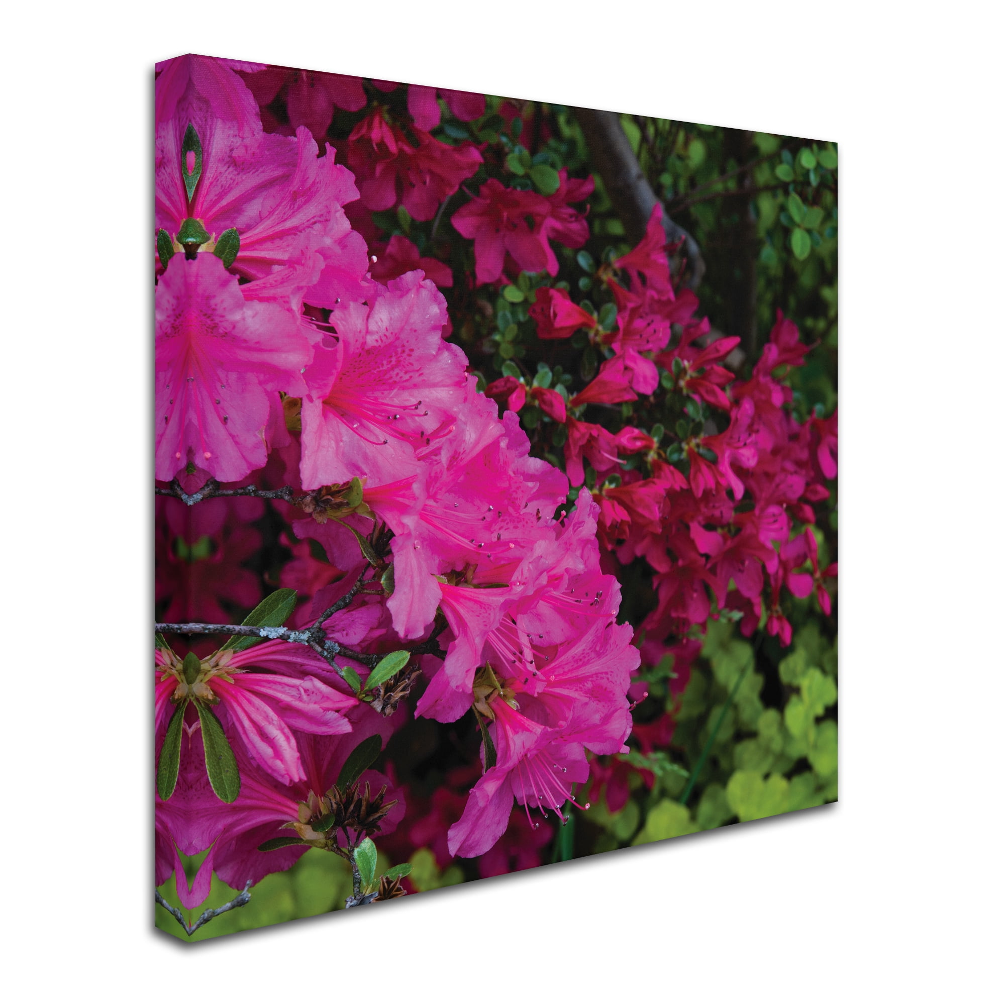 Trademark Fine Art 'Pink and Red Azalea Flowers' Canvas Art by Kurt Shaffer