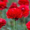 thumbnail image 5 of Easy to Grow Ranunculus Red 10 Buttercup Plant Bulbs Spring Flowers Zones 8-10, 5 of 7