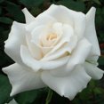 thumbnail image 3 of Heirloom Roses Rose Bush - Pascali® White Hybrid Tea , Live Rose Plant, 3 of 3