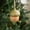 Green 8S1, variant on Wooden Hazelnut Christmas Tree Hanging Ornament, Qiopertar Under $5 Christmas Wooden Hazelnut Pendant Christmas Tree Ornament Accessories Decorative Wooden