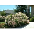thumbnail image 6 of Oleander Petite Pink  30 Live Plants  Nerium  Compact Dwarf Evergreen Shrub, 6 of 9