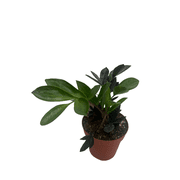 Rare ZZ Plant - Zamioculcas zamiifolia - 4 Pot - Best House Plant in the World