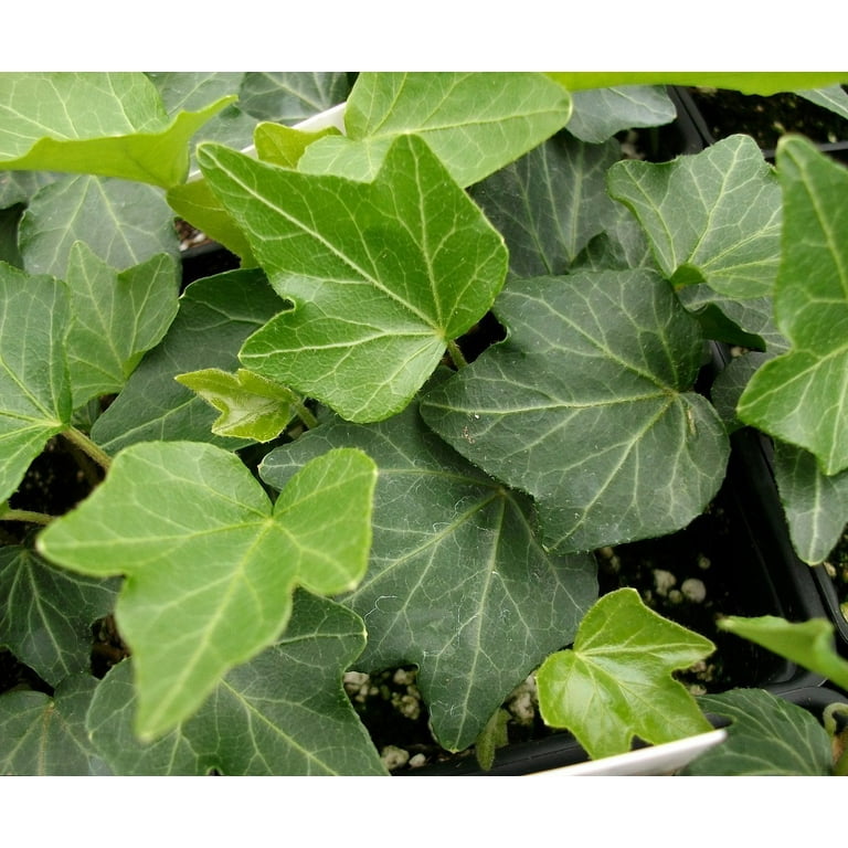 Thorndale English Ivy, Hardy Groundcover, 1 3/4"" Pots - 48 Live Plants" -  Walmart.com
