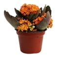 thumbnail image 5 of kalanchoe mini 3 pulgadas, 5 of 5