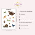 thumbnail image 3 of Eastern Print Educational Insects Poster, Toddler Activity Toys Decor, Preschool Poster, Kids Study Material Wall Art for Nursery, Classroom, Bedroom, Pre School Kids Learning, UNFRAMED 12x18, 3 of 4
