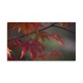 thumbnail image 2 of Gango Home Decor Sunlight Maple I by Rita Crane (Printed on Paper); One 36x18in Fine Art Paper Giclee Print, 2 of 4