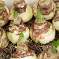 thumbnail image 4 of Amaryllis, Low Maintenance - Easy Grow - Ideal for Beds Borders, Plant Pots & Planters, 4 of 4