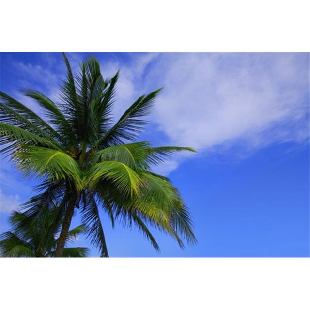 Posterazzi DPI1771171 Palm Tree Against Perfect Sky Poster Print by Don Hammond, 17 x 11