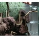 thumbnail image 4 of Conjunto De 2, Fish Tank Alimentación De Camarón Food Dish Red Cherry Tray Feeder Clear Container Prevenir La Comida Spilling- Flower \u0026 Square Shape Zulema Bandeja de plato de comida para camarones, 4 of 8