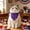A, variant on SHJHENG 4th of July Patriotic Pet Bandanas, USA Flag Star Print Dog Cat Bibs, Independence Day Pet Costume Accessories for Holiday Events