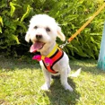 thumbnail image 2 of Pechera Arnes Correa Perro Gato Razas Medianas, 2 of 5