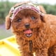 thumbnail image 5 of Gorra de béisbol para perros, gorra deportiva para perros, gorra con visera y orificios para las orejas y correa para la barbilla para perros y gatos., 5 of 5