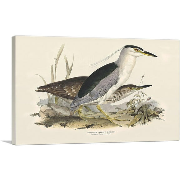 ARTCANVAS Common Night Heron Canvas Art Print by Edward Lear - Size: 12" x 8" (0.75" Deep)