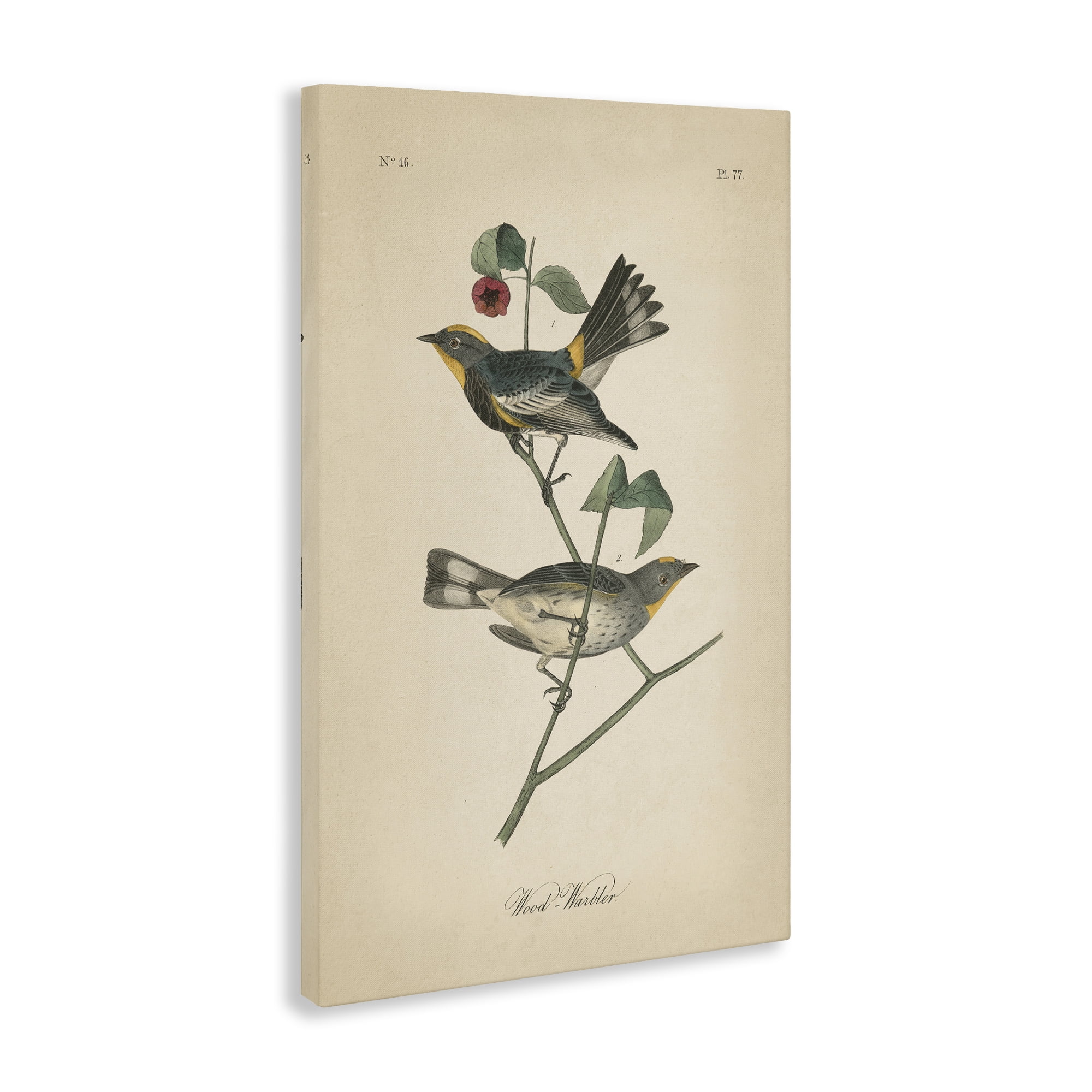 Stupell Industries Vintage Warbler Page Animals & Insects Painting Gallery Wrapped Canvas Art Print Wall Art, 16 x 24