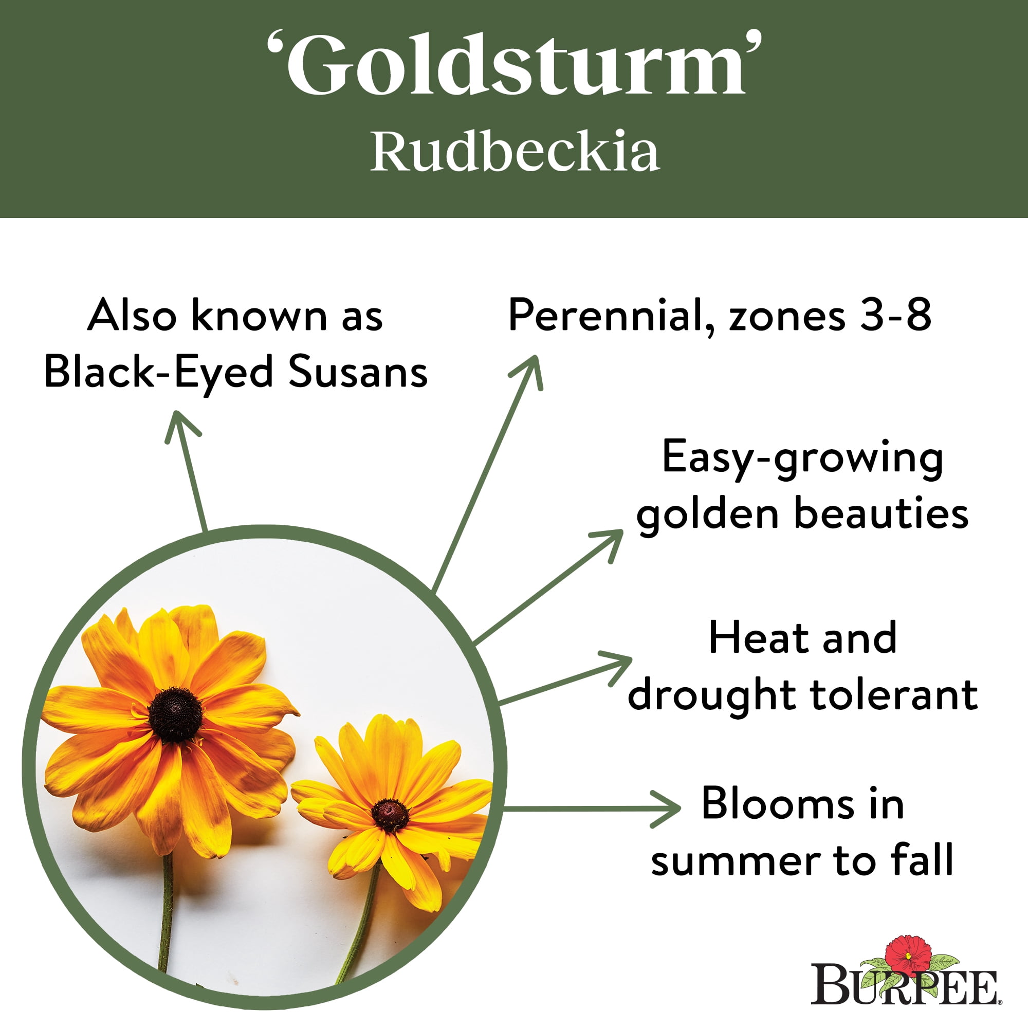 Burpee Goldsturm Rudbeckia Flower Seed, 1-Pack