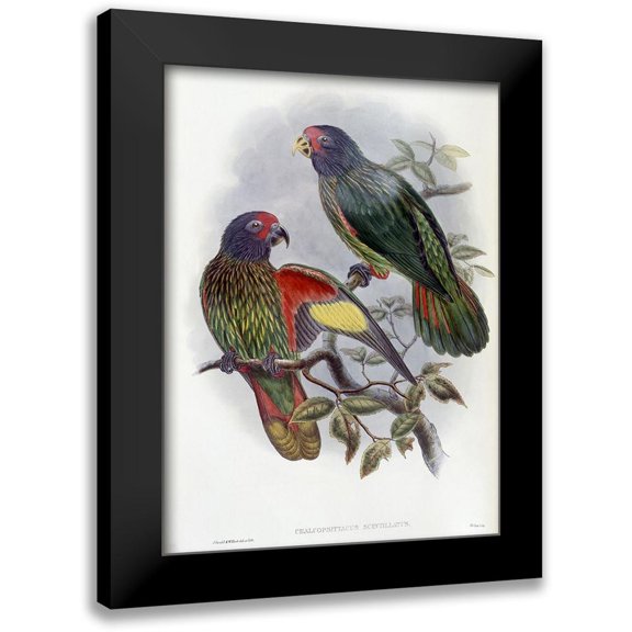 Gould, John 11x14 Black Modern Framed Museum Art Print Titled - Red-Fronted Lory
