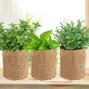 Bonsai Tree Kit for Beginners - Unique DIY Japanese Bonsai Trees,Crafts for Adults, Ideal Gardening Birthday Gift for Women & Men,Complete Indoor Plant Kit