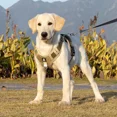 thumbnail image 2 of Chaleco Para Perros Suave Y Acolchado Ajustable Con Mango, 2 of 8