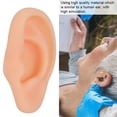 thumbnail image 4 of Modèles d'Acupuncture des Oreilles, Modèles d'Oreilles de Différents Types, Doux pour l'Entraînement Gauche, 4 of 8