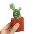 thumbnail image 4 of Angel's Wing Bunny Ear Cactus (4"+ Plastic Pot) - Live Healthy Cactus - Easy to Grow and Care Cactus Succulent, 4 of 10