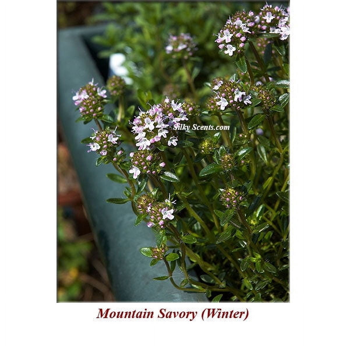 Mountain Savory Winter Wild Crafted Essential Oil 15 ml (1/2 fl oz) - 100% Pure and Natural by Silky Scents