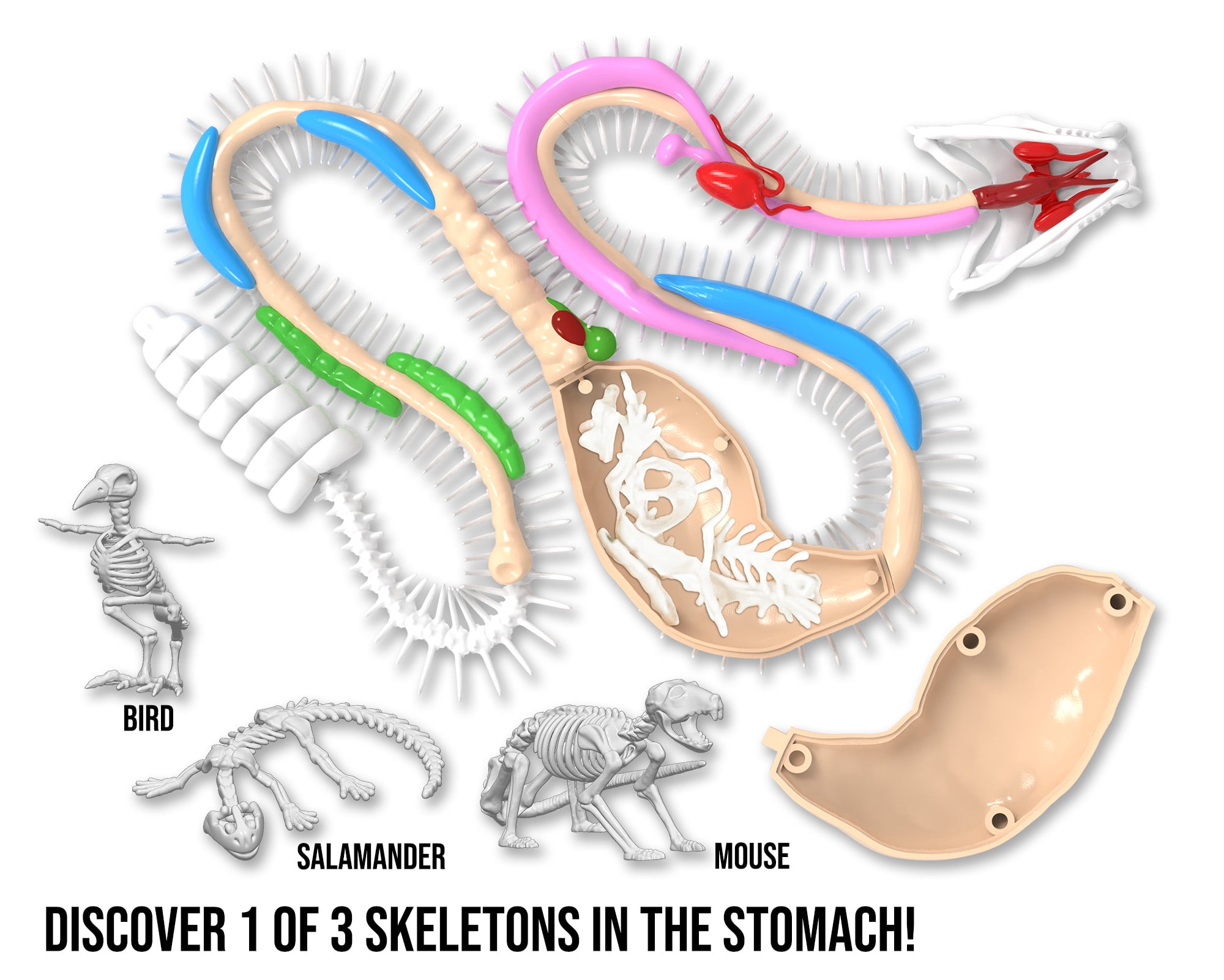 Dissect It Rattlesnake Superlab Dissection Kit for Kids, Realistic Anatomy Experience