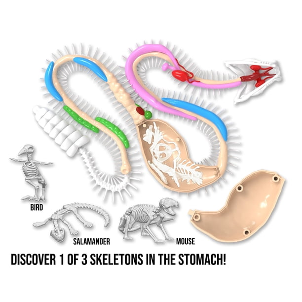 Dissect It Rattlesnake Superlab Dissection Kit for Kids, Realistic