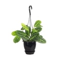 thumbnail image 2 of Live Lemon Lime Prayer Plant - 4" Hanging Pot - Black, 2 of 6
