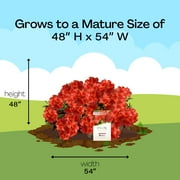 Encore Azalea Autumn Bravo Shrub 1 Gallon