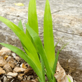 thumbnail image 3 of 10 Crested Iris Plant, Live Purple Iris for growing Planting Outdoor, 3 of 5