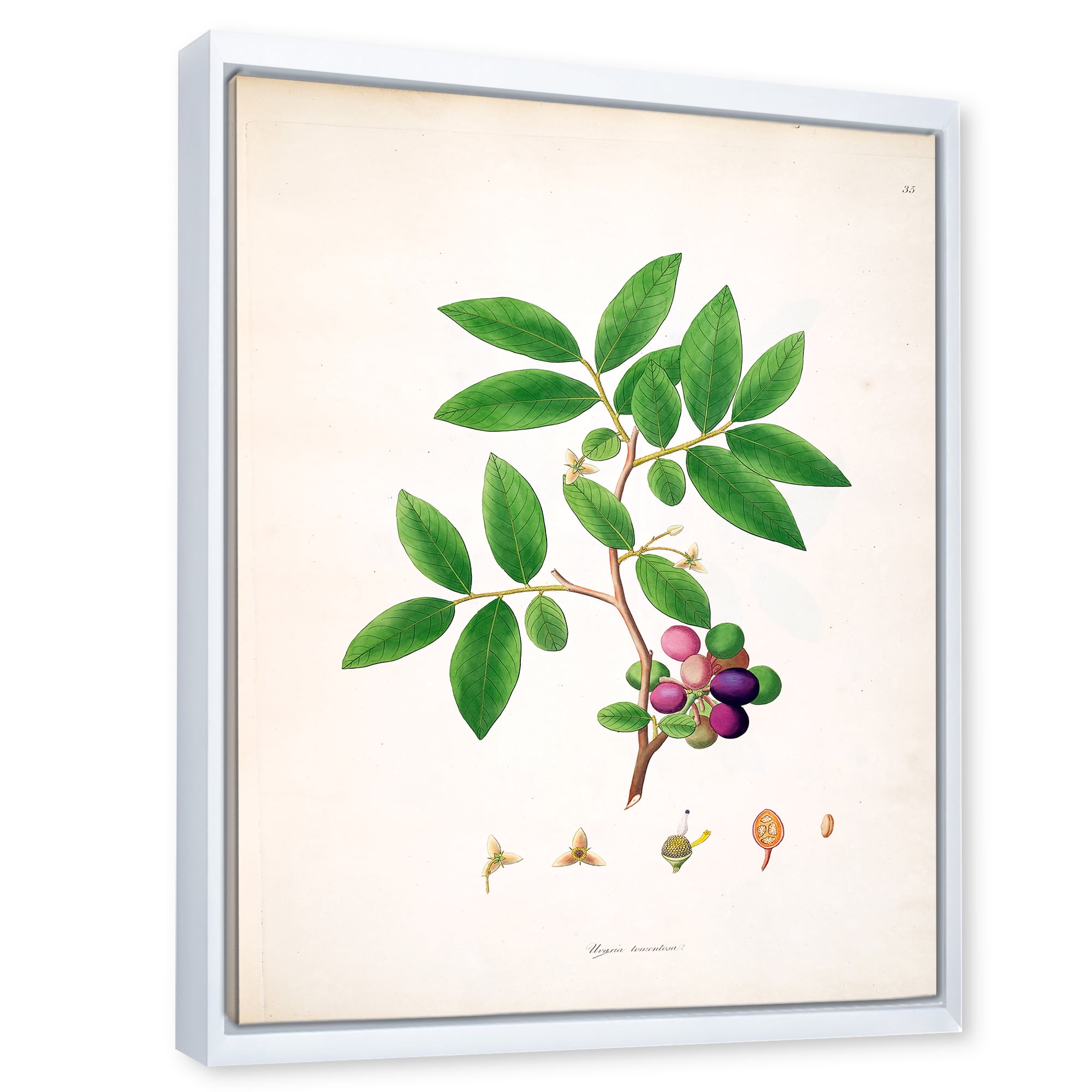 Designart 'Ancient London Plants XI' Farmhouse Framed Canvas Wall Art Print