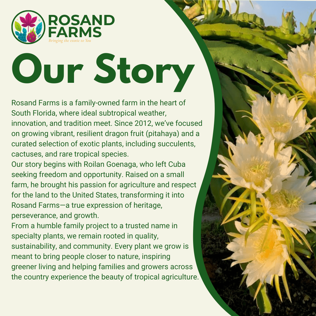 Rosand Farms - White Dragon Fruit Live Potted Plant | 8” to 12” Long |Self-Fertile | White Flesh Pitahaya or Hylocereus Undatus