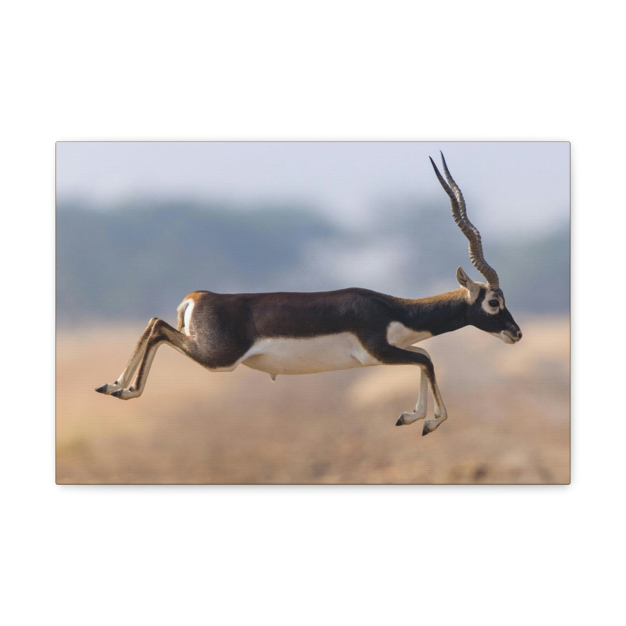 Funny Antelope Silly Antelope Outside Wall Art Ready to Hang Unframed