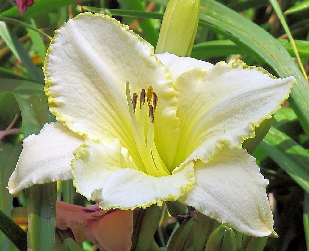Blizzard Bay Daylily Perennial Hemerocallis 4" Pot