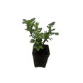 thumbnail image 4 of Salmon Sunblaze® Miniature Rose Bush - Hardy - 2.5" Pot, 4 of 4