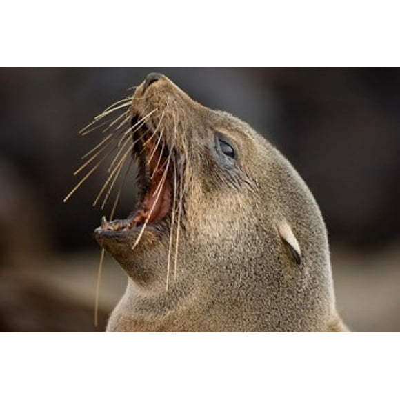 Namibia, Cape Cross Seal Reserve. Close up of Southern Fur Seal Poster Print by Paul Souders (24 x 15)