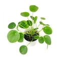 Pilea Peperomioides Chinese Money Plant (4" Grower Pot) Easy to Care Houseplant for