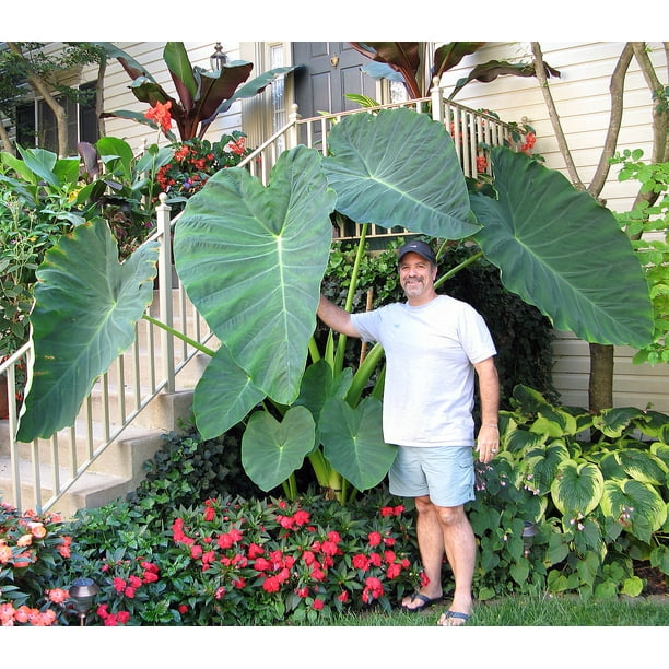 Jack's Giant Elephant Ear Plant - Colocasia - Massive Foliage - 4