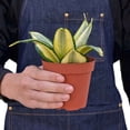thumbnail image 2 of Snake Plant Gold Hahnii Live Plant for Indoor | Different Houseplants in 4'' & 6'' Pot | Real House Plant for Living Room, Office, Desk & Bathroom | Laurentii, 2 of 6