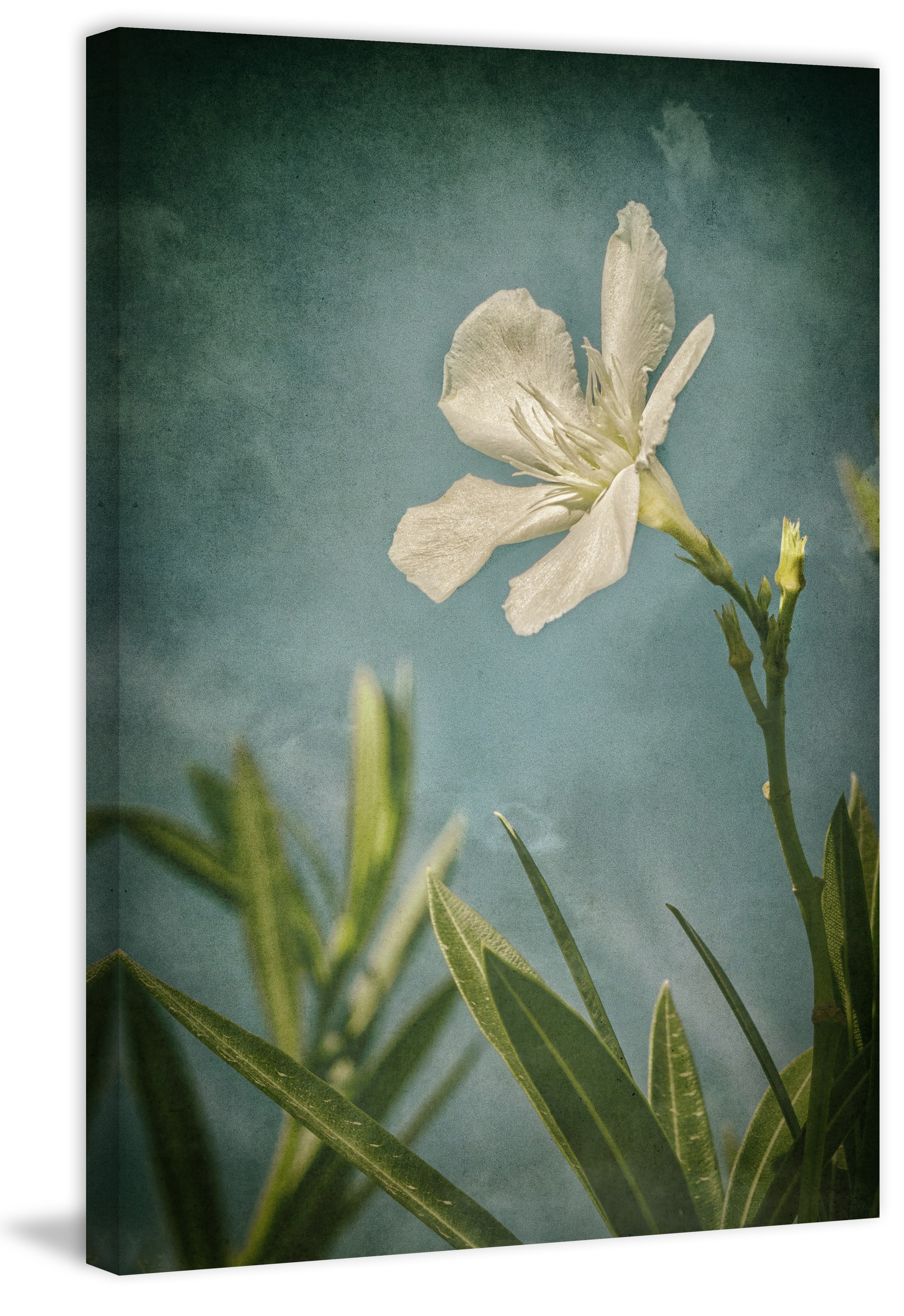 "White Flower Left" Painting Print on Wrapped Canvas