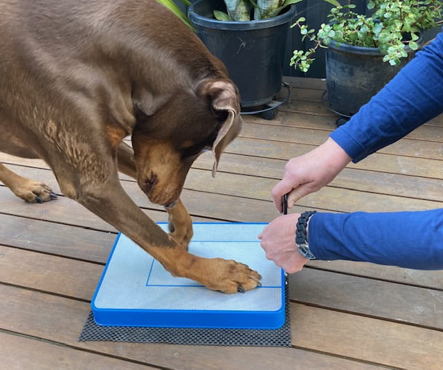 Digger Dog Nail File Stress Free Alternative to Dog Nail Clippers and Dog Nail Grinders (Blue)
