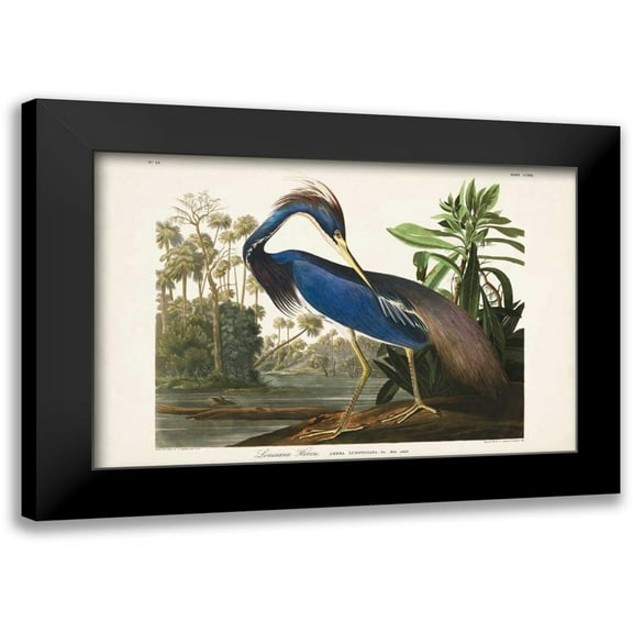 Audubon, John James 14x11 Black Modern Framed Museum Art Print Titled - Pl 217 Louisiana Heron
