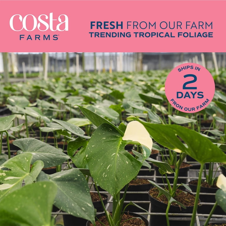 Costa Farms 12