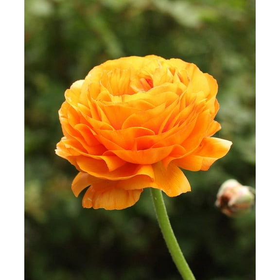 Sunset Ranunculus - 10 bulbs