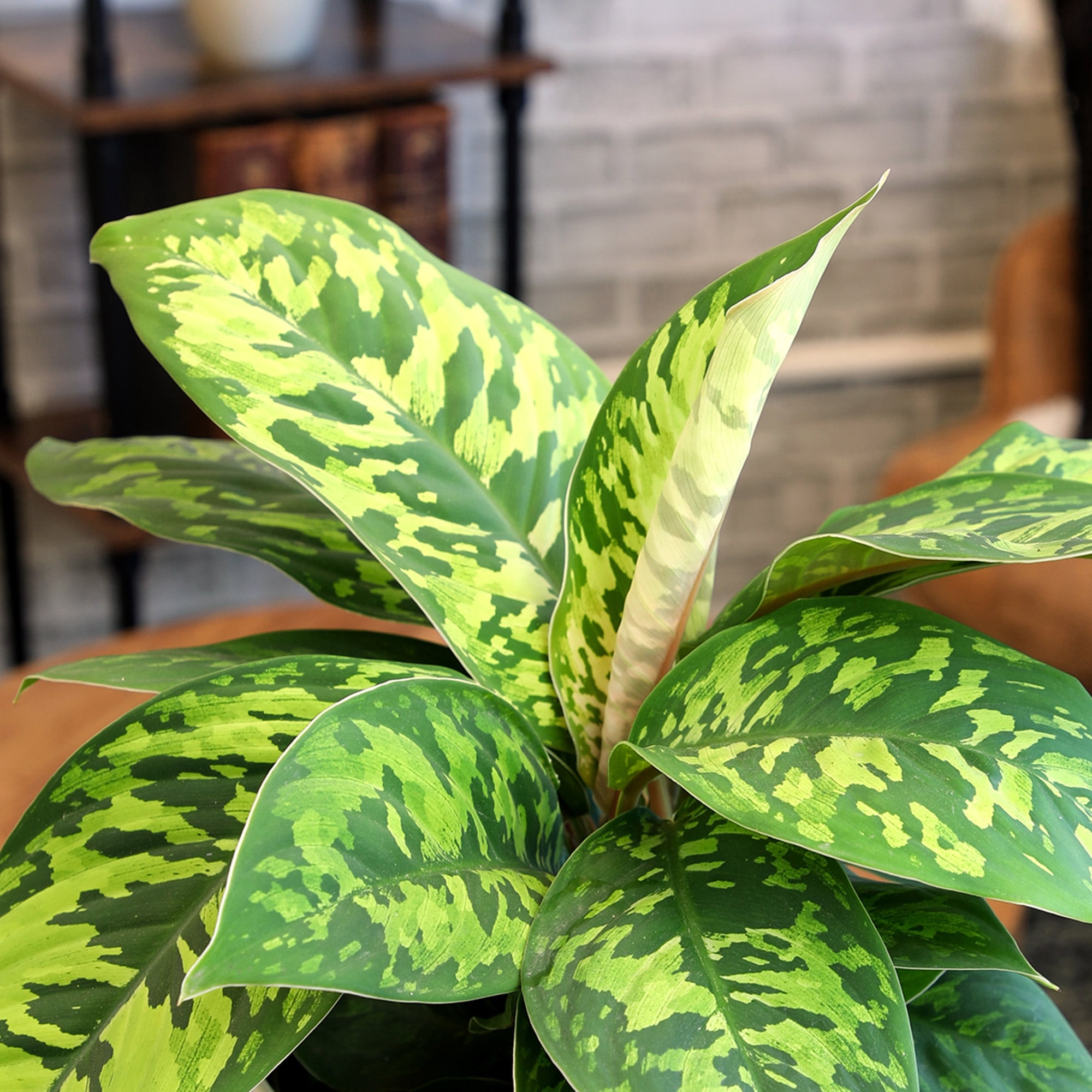 Element Variegated Homalomena Camouflage in 6" White Pot (Approx 15" Tall) Live Plant