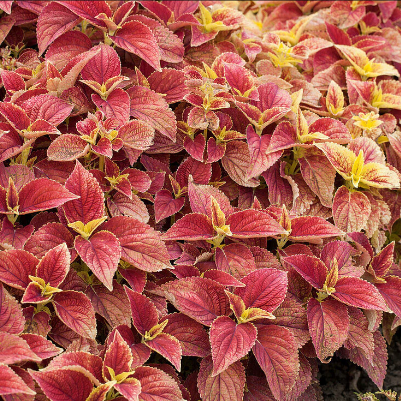 Pack of 3 Alabama Sunset Coleus Live Starter Plant for Planting, Rare Fast Growing Plants, Multicolored Bloom, 4-8 Inch Tall, No Ship Pot