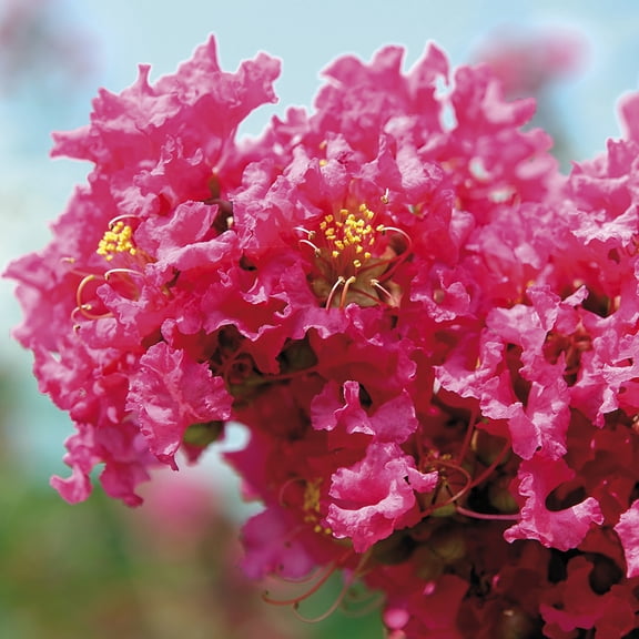 Van Zyverden Crape Myrtle Pink Set of 1 Plant Root Stock Pink Full Sun Perennial Easy to Grow 3 lbs