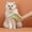 B, variant on Pet Grooming Brush for Dogs and Cats Small Detangling Tool for Easy Deshedding Durable ABS Material for Indoor and Outdoor Use