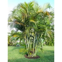 THREE Outdoor Live Plants- Starter Areca Palms - Grows to 20-30 ft in Height Indoor Outdoor Plant- Strong Young Small Plants